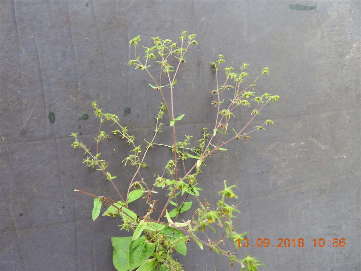Sigesbeckia serrata (door Toon Verrijdt)