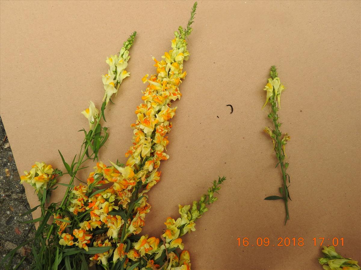 Linaria vulgaris (door Toon Verrijdt)