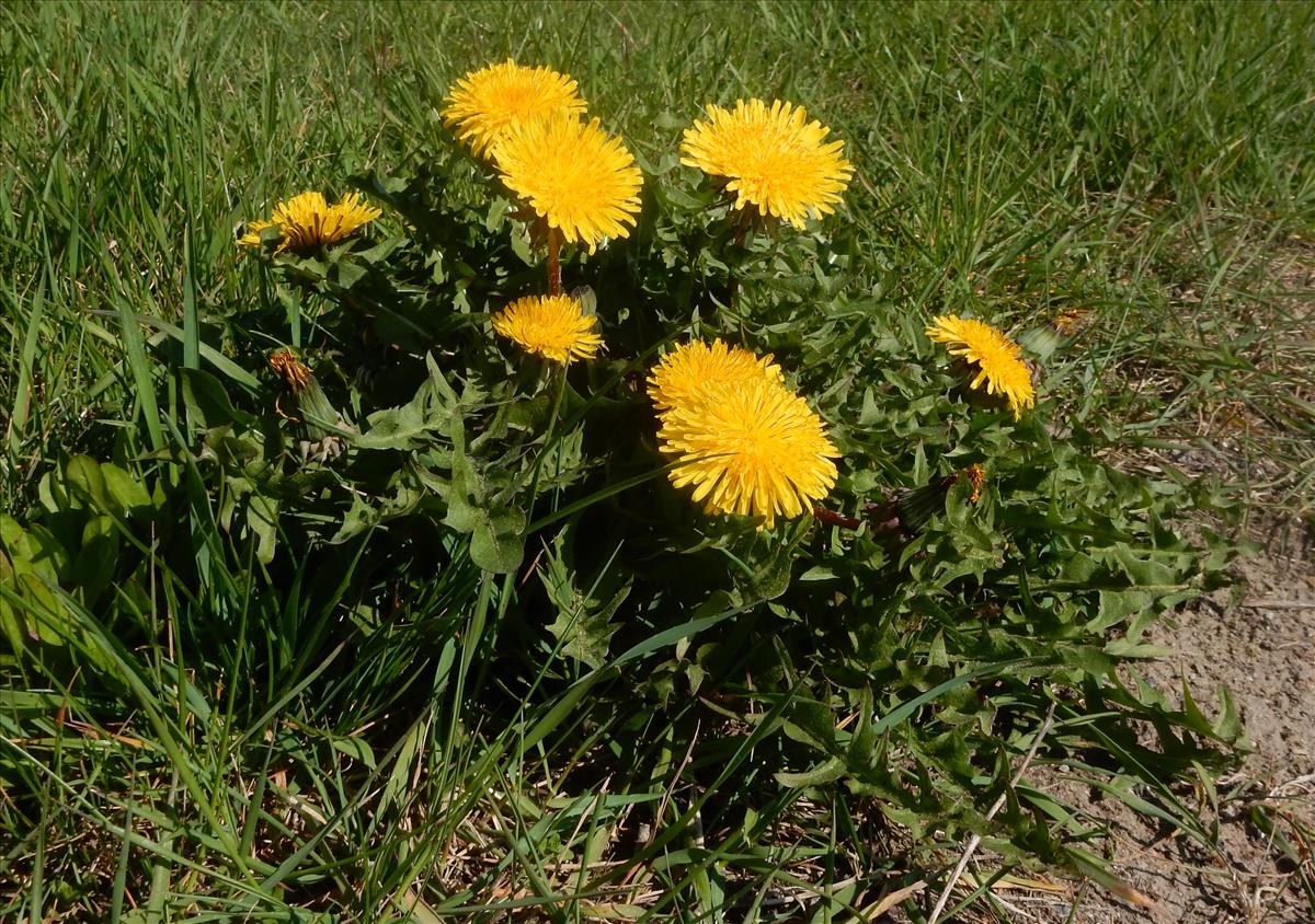 Taraxacum officinale (door Peter Meininger)