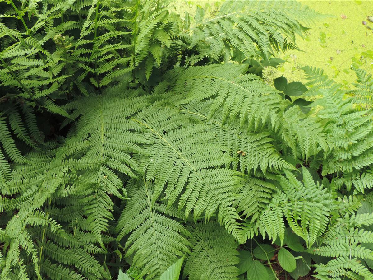 Athyrium filix-femina (door Wim van der Neut)