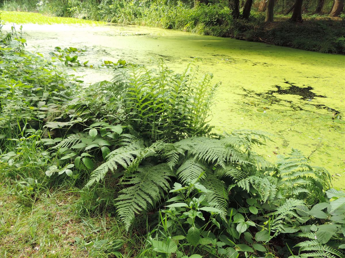 Athyrium filix-femina (door Wim van der Neut)