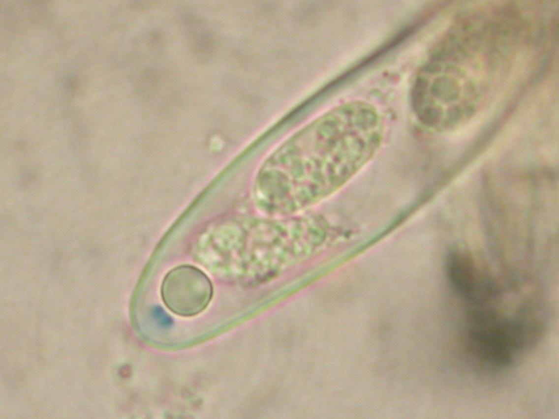 Eupropolella britannica (door Stip Helleman)