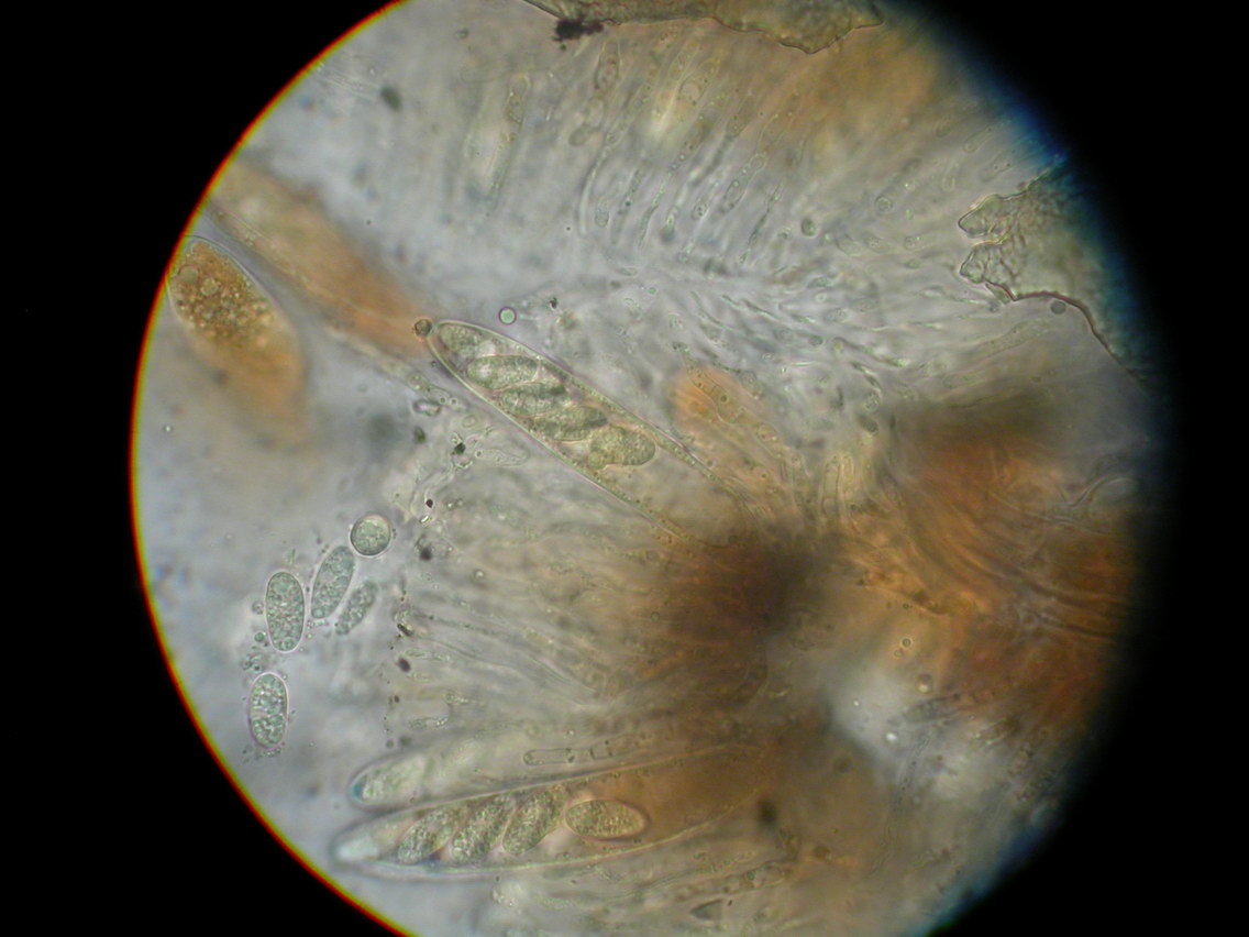 Eupropolella britannica (door Stip Helleman)
