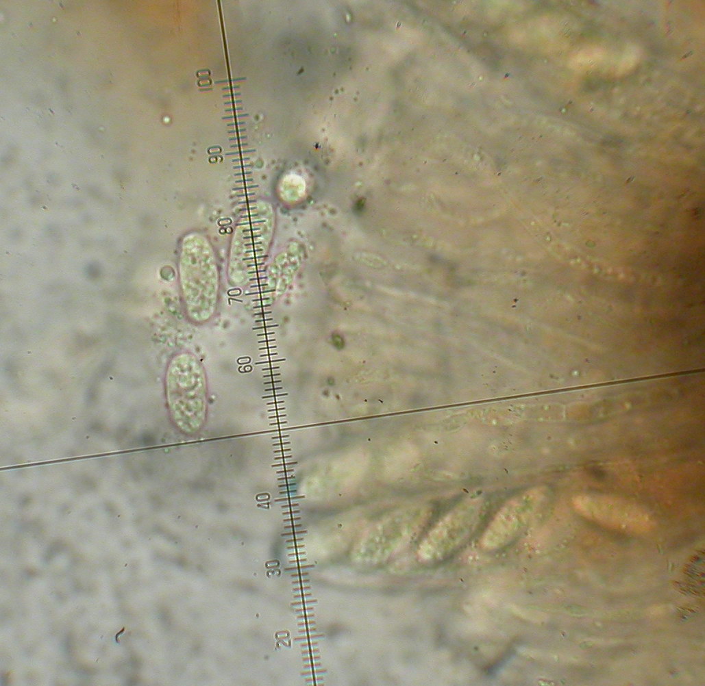Eupropolella britannica (door Stip Helleman)