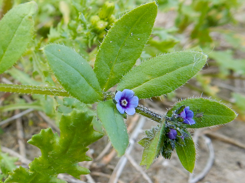 Asperugo procumbens (door Jeanette den Herder)