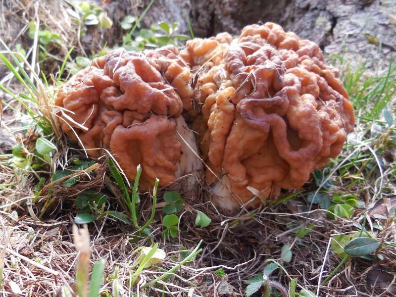 Gyromitra gigas (door Marian Jagers)