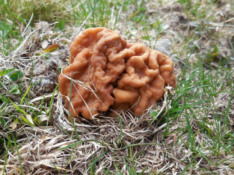 Gyromitra gigas (door Marian Jagers)