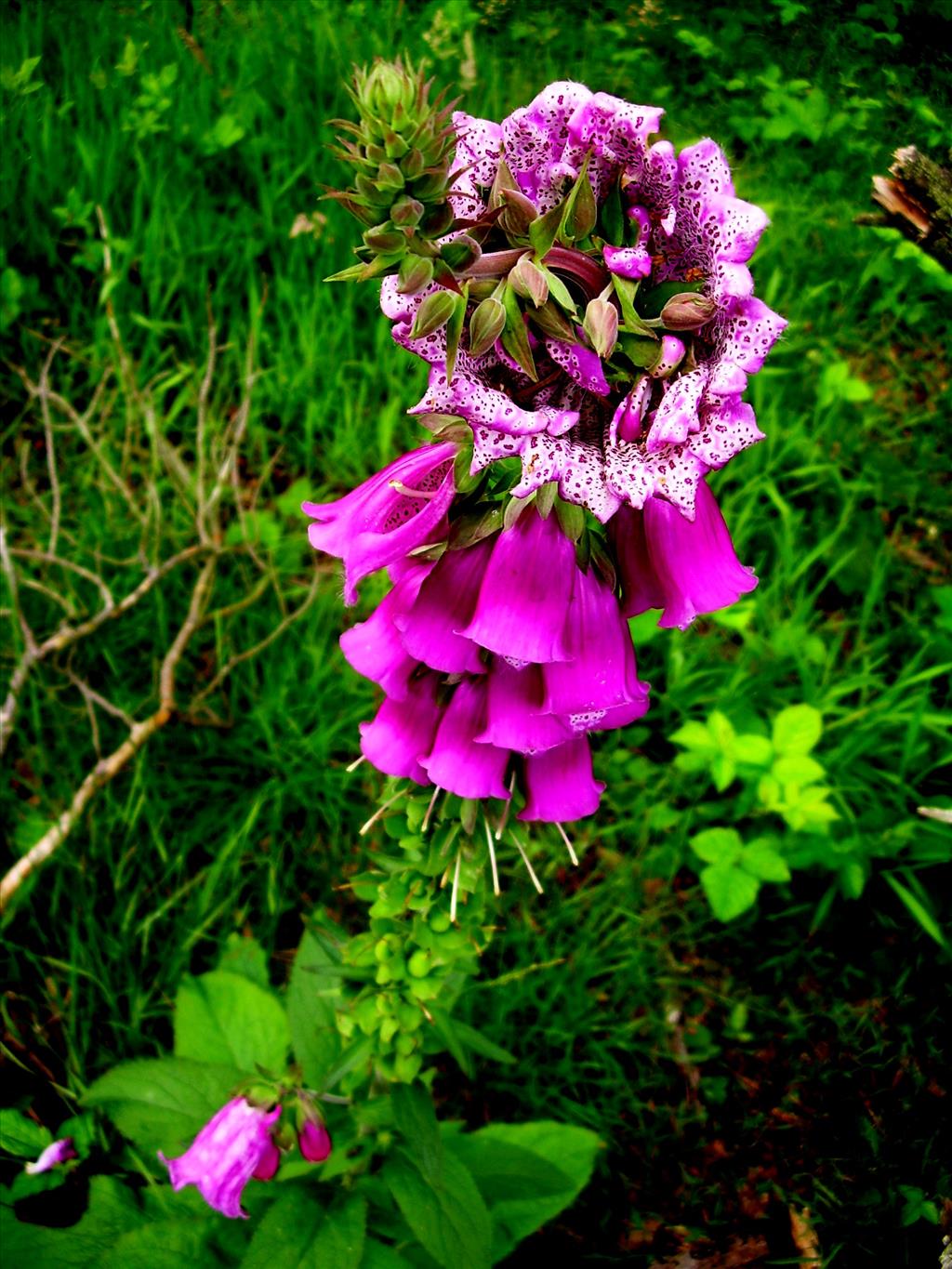 Digitalis purpurea (door Toon Verrijdt)