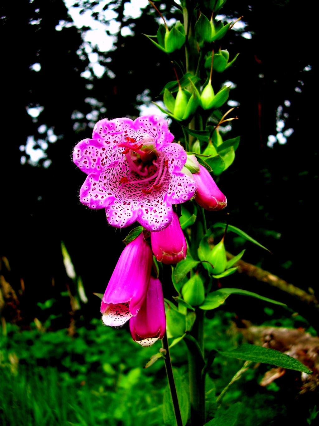 Digitalis purpurea (door Toon Verrijdt)