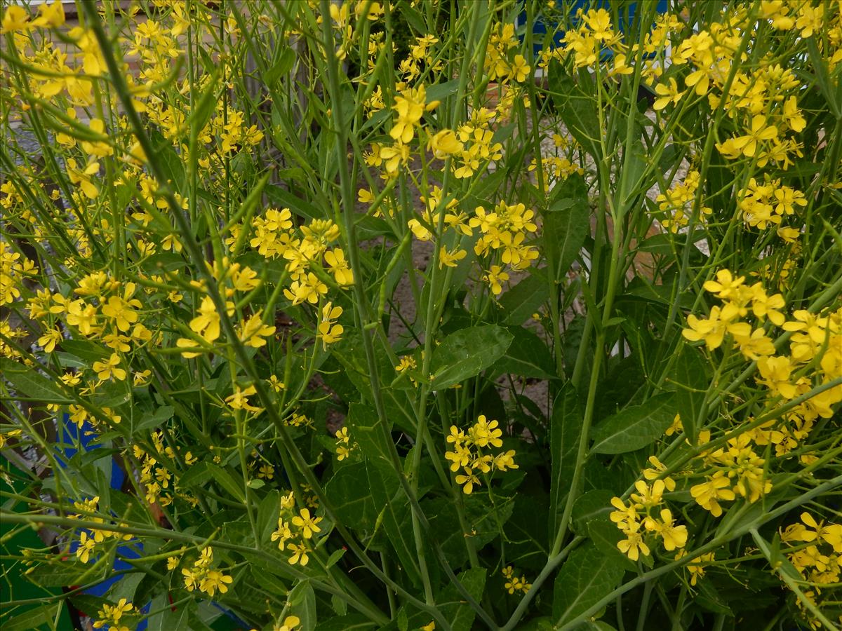 Brassica juncea (door Peter Meininger)