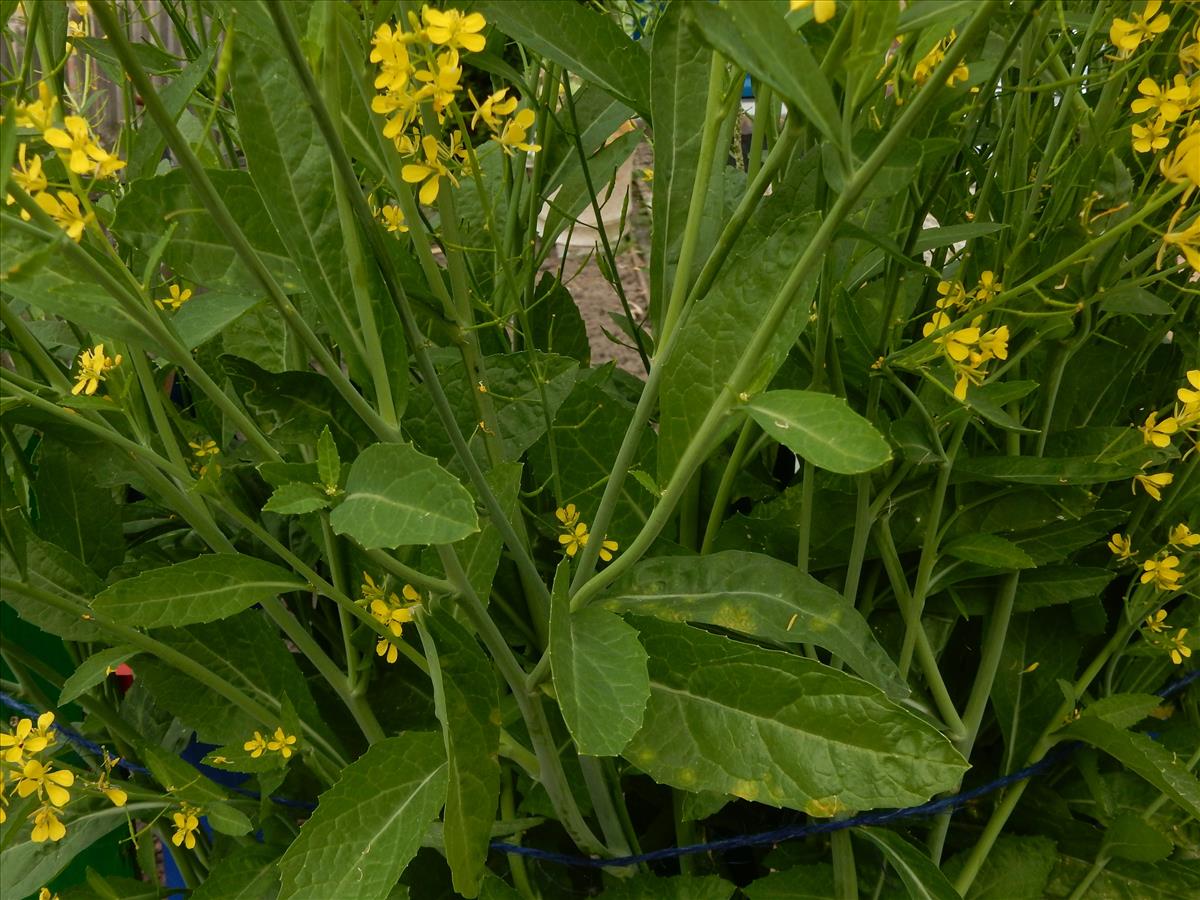 Brassica juncea (door Peter Meininger)