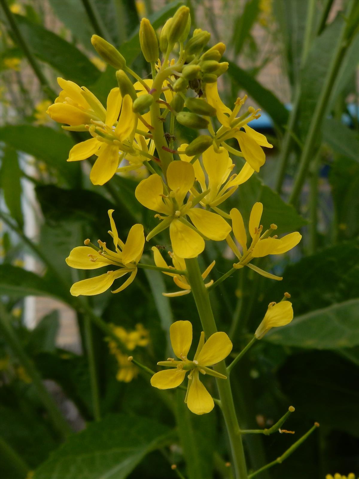 Brassica juncea (door Peter Meininger)