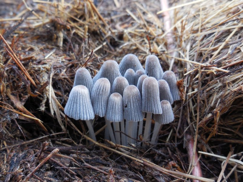 Coprinellus marculentus (door Marian Jagers)