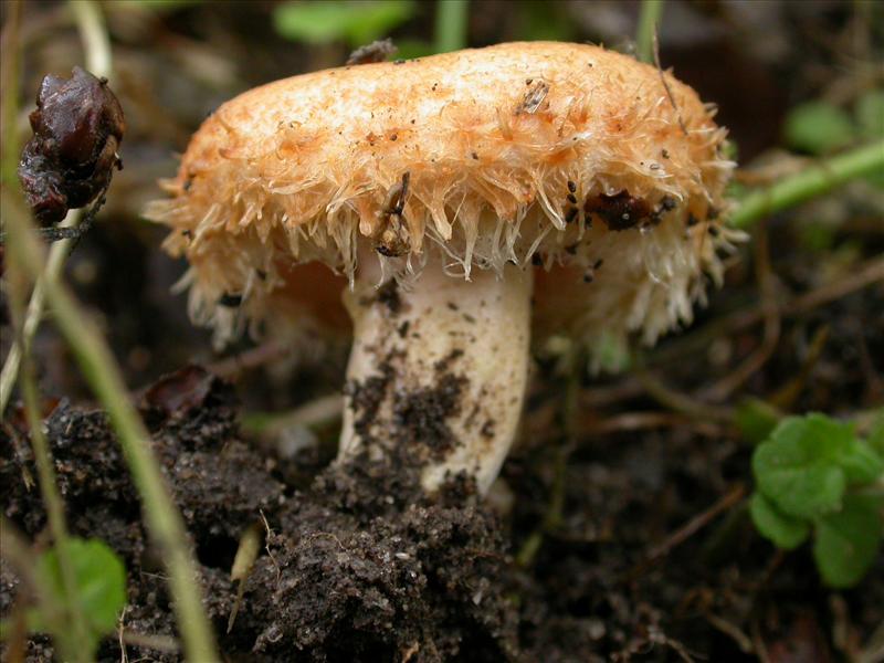 Lactarius mairei (door Emma van den Dool)