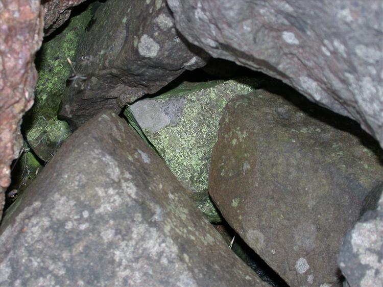 Aquacidia viridifarinosa (door Laurens Sparrius)