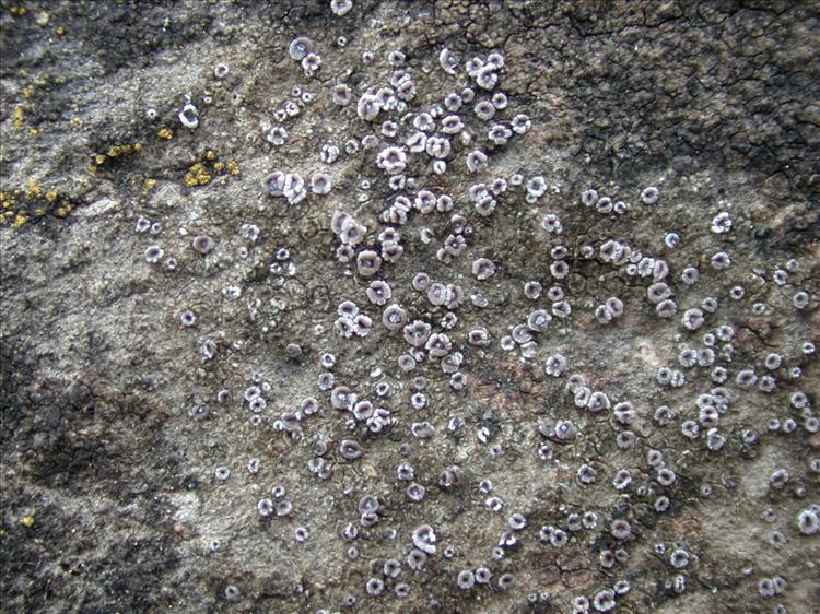 Lecanora crenulata (door Laurens Sparrius)