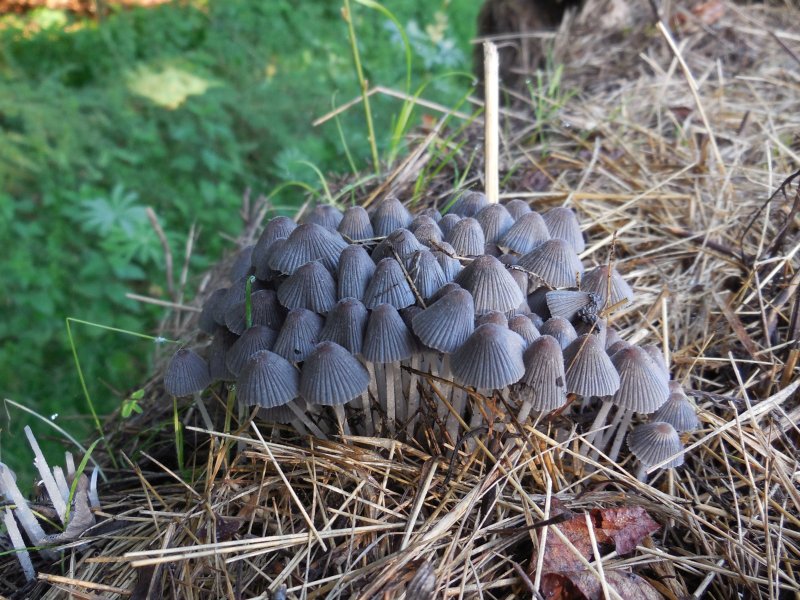 Coprinellus marculentus (door Marian Jagers)