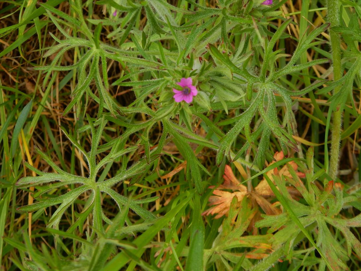 Geranium dissectum (door Peter Meininger)