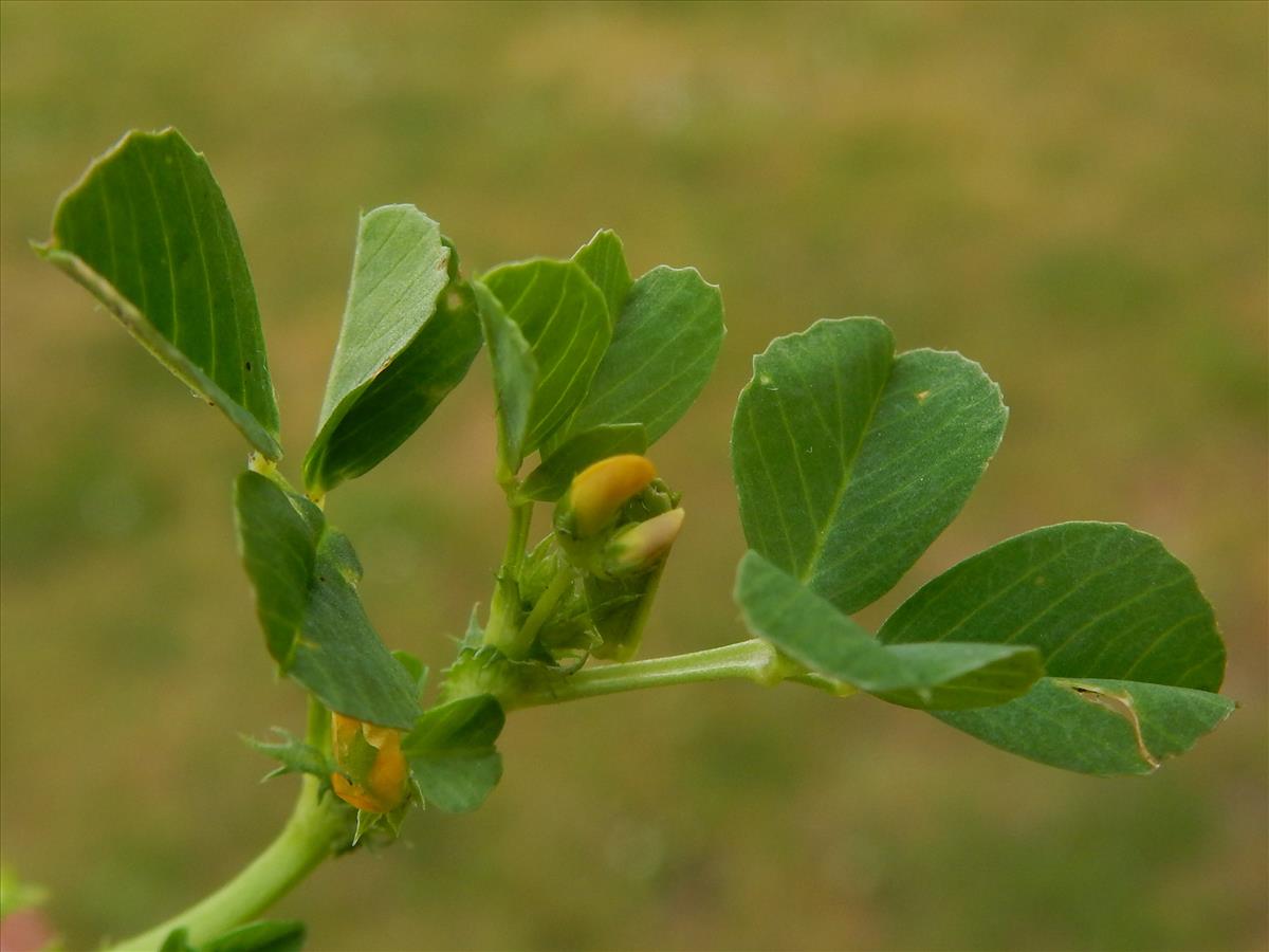 Medicago polymorpha (door Peter Meininger)