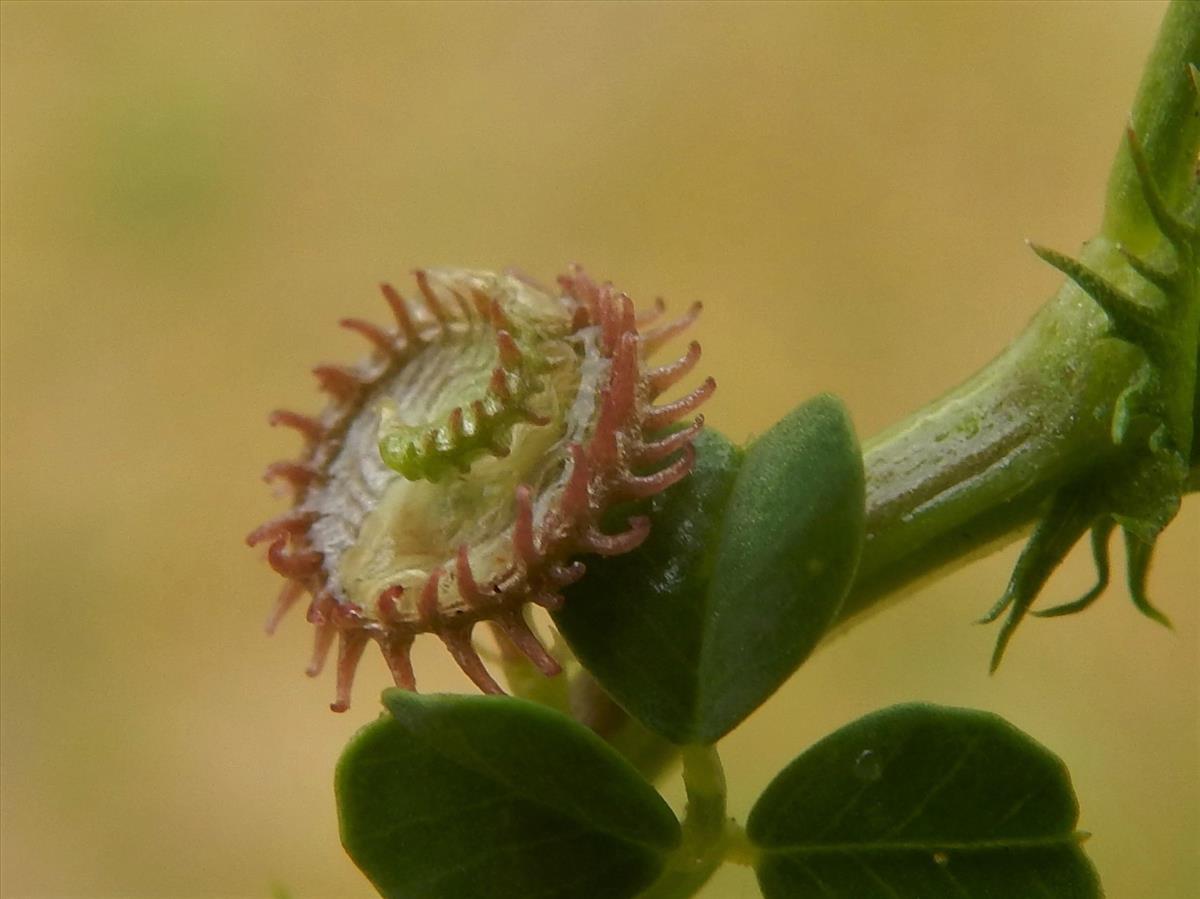 Medicago polymorpha (door Peter Meininger)