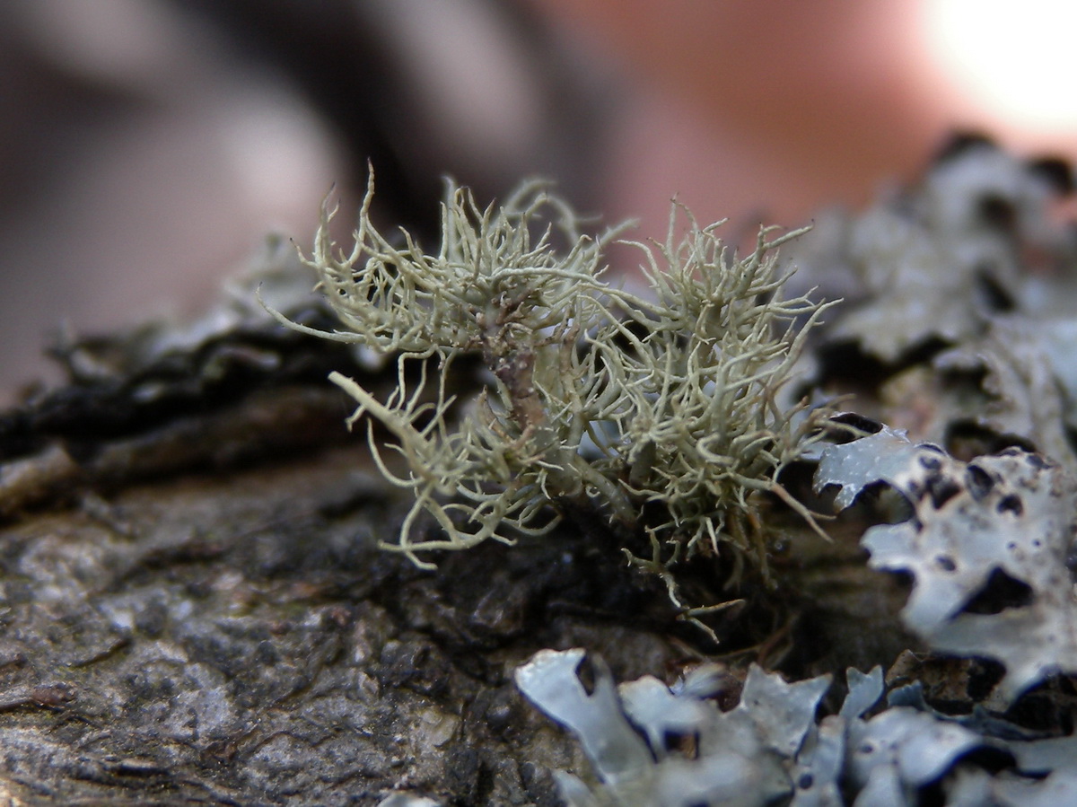 Usnea subfloridana (door Hans Toetenel)