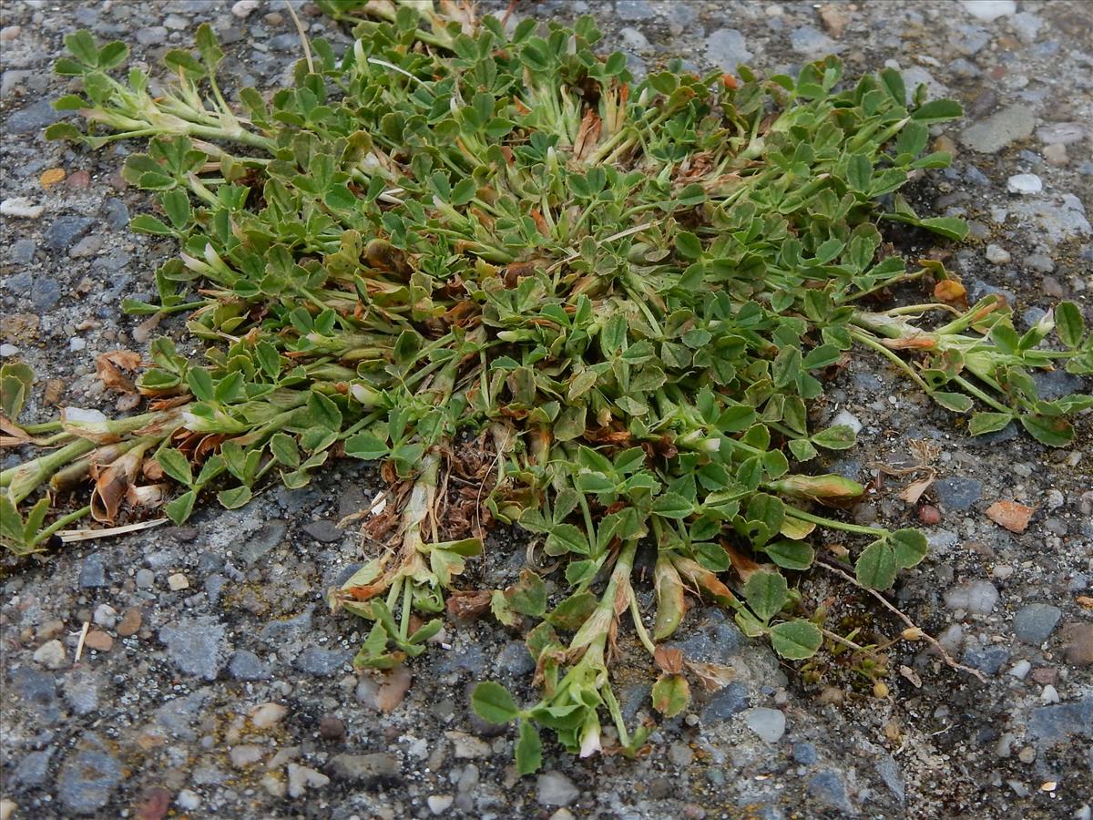 Trifolium ornithopodioides (door Peter Meininger)