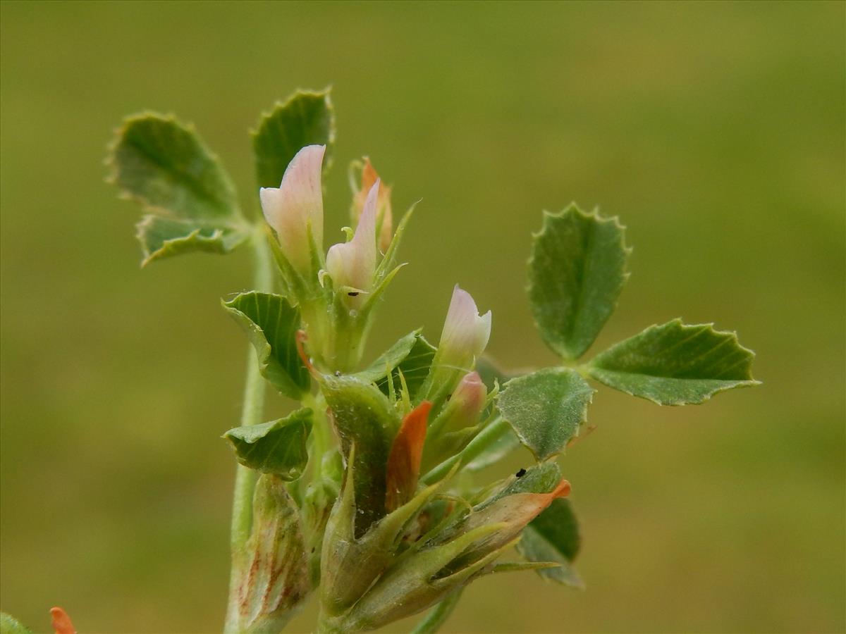 Trifolium ornithopodioides (door Peter Meininger)