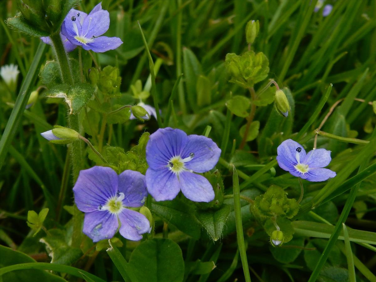 Veronica filiformis (door Peter Meininger)