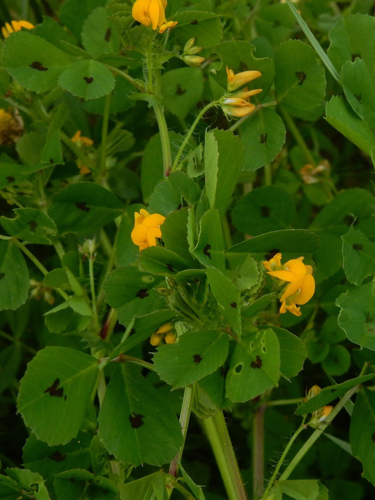 Medicago arabica (door Peter Meininger)