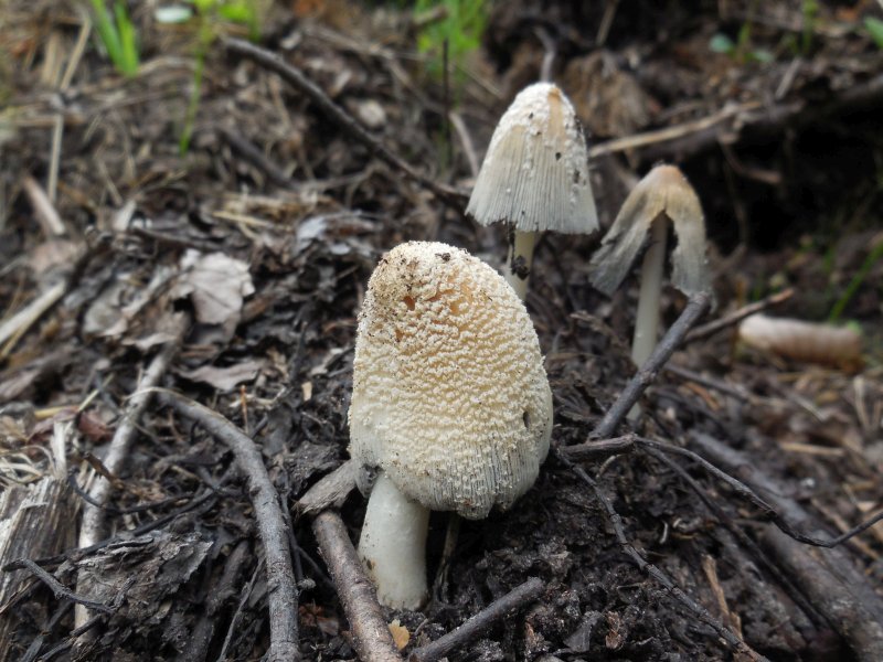 Coprinellus flocculosus (door Marian Jagers)