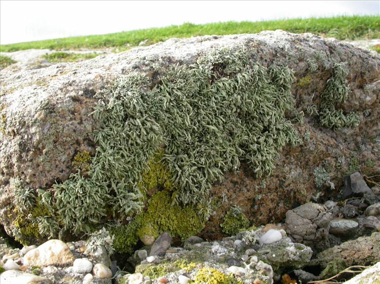 Ramalina siliquosa (door Laurens Sparrius)