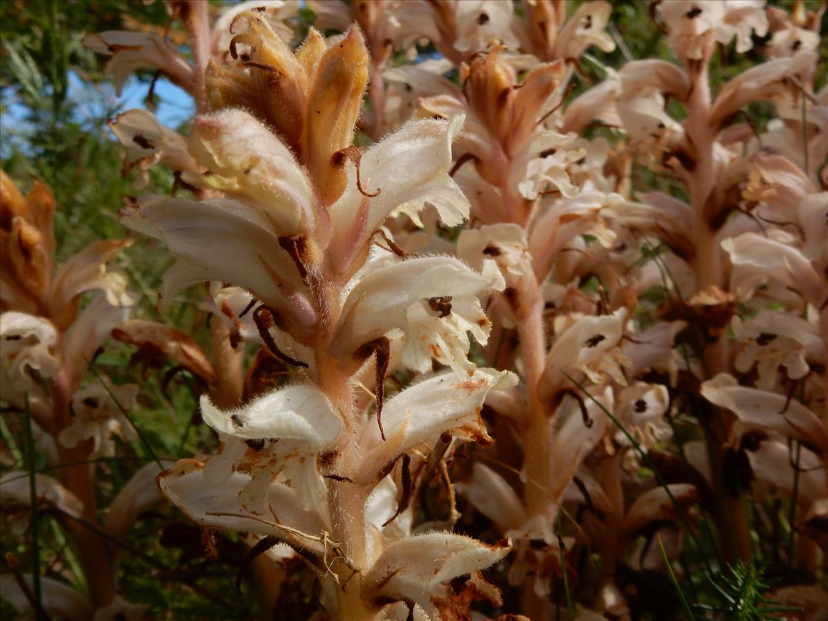 Orobanche caryophyllacea (door Peter Meininger)