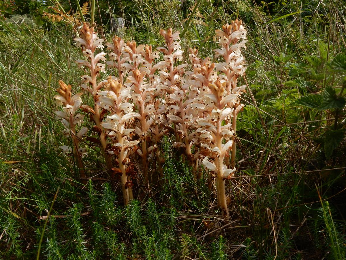 Orobanche caryophyllacea (door Peter Meininger)