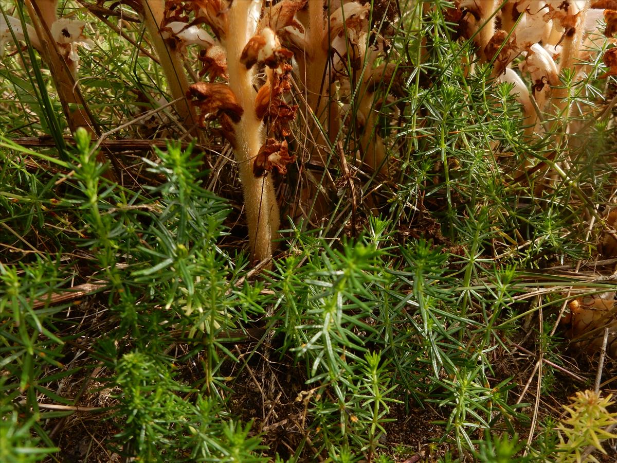 Orobanche caryophyllacea (door Peter Meininger)