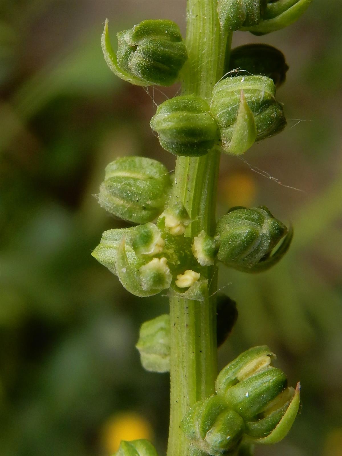 Beta vulgaris subsp. maritima (door Peter Meininger)