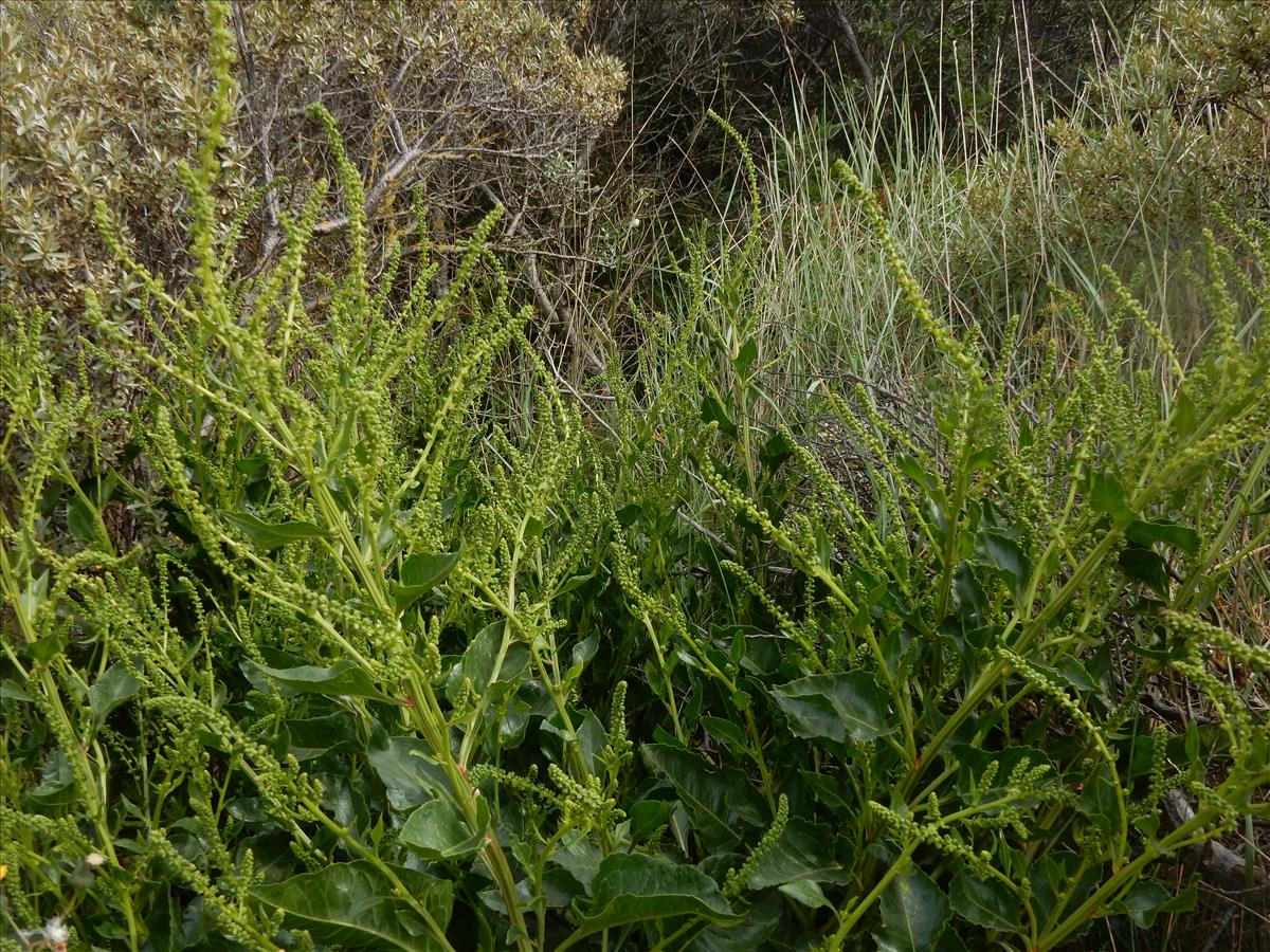 Beta vulgaris subsp. maritima (door Peter Meininger)