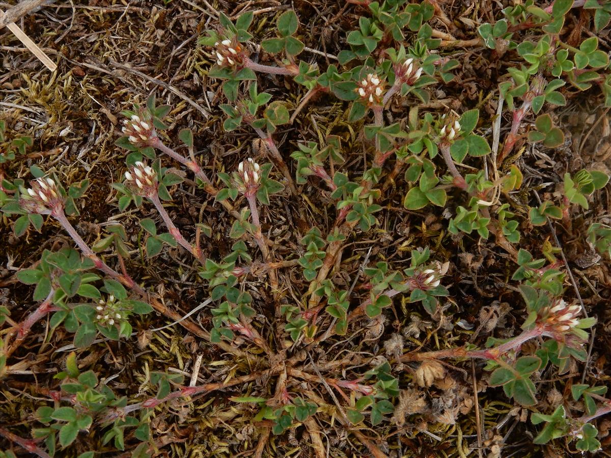 Trifolium scabrum (door Peter Meininger)