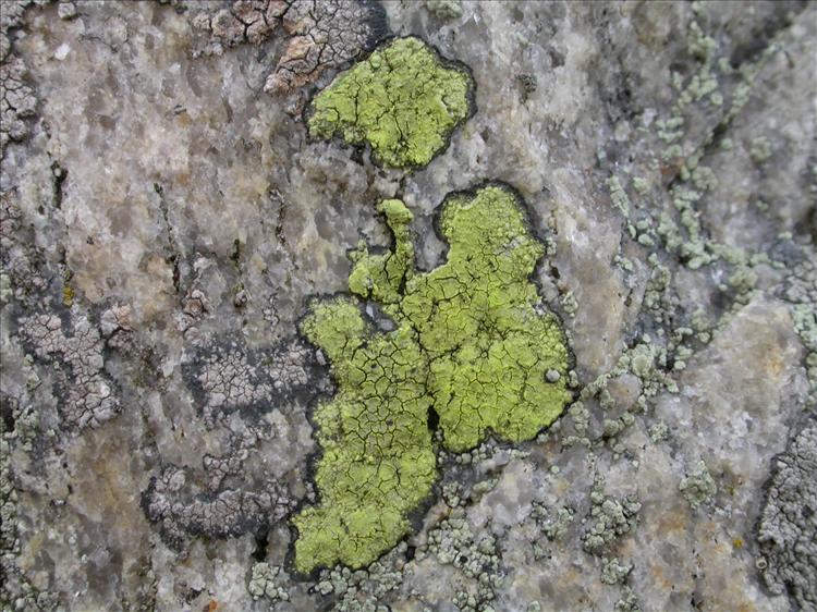 Rhizocarpon geographicum (door Laurens Sparrius)