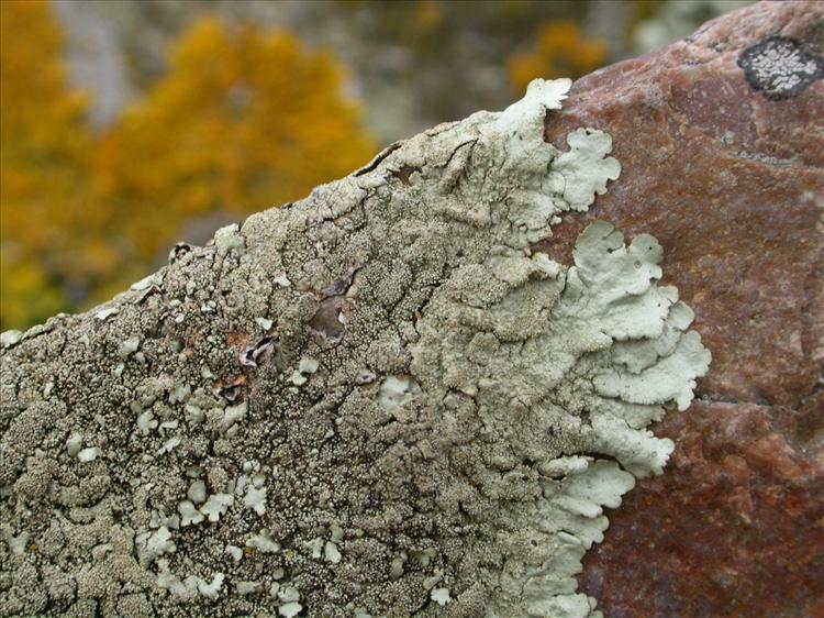 Xanthoparmelia tinctina (door Laurens Sparrius)