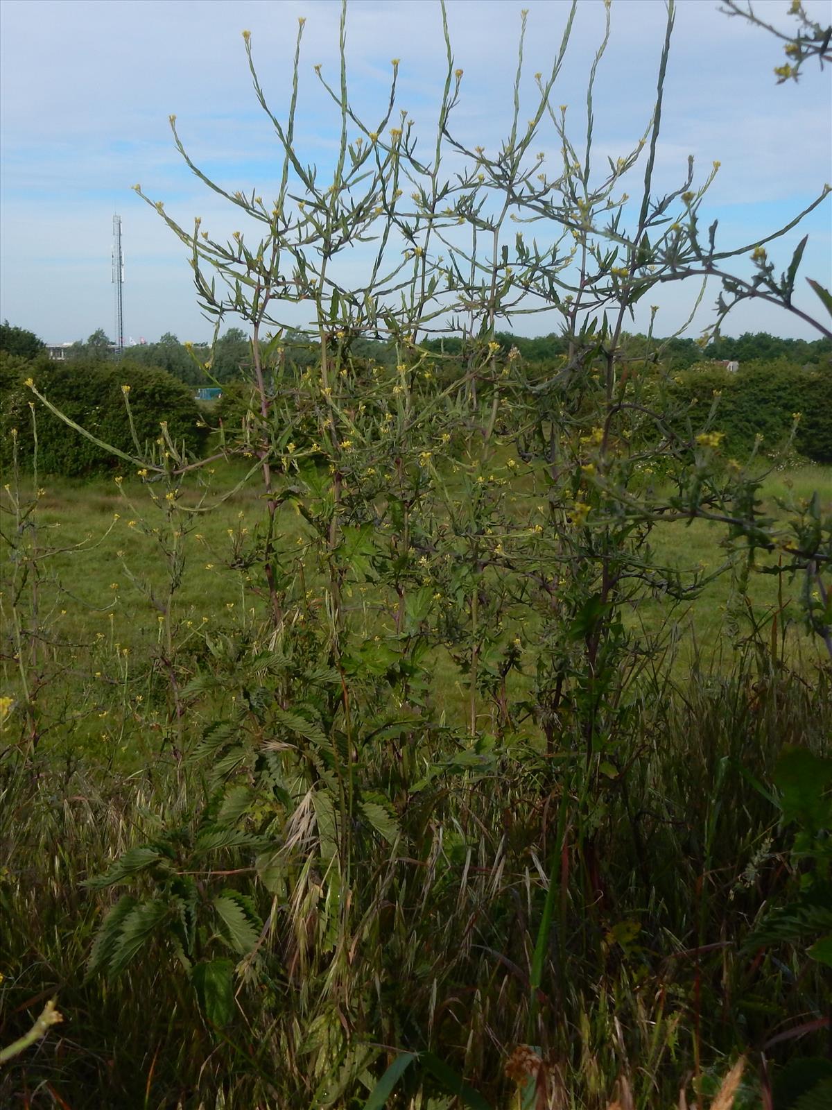 Sisymbrium officinale (door Peter Meininger)