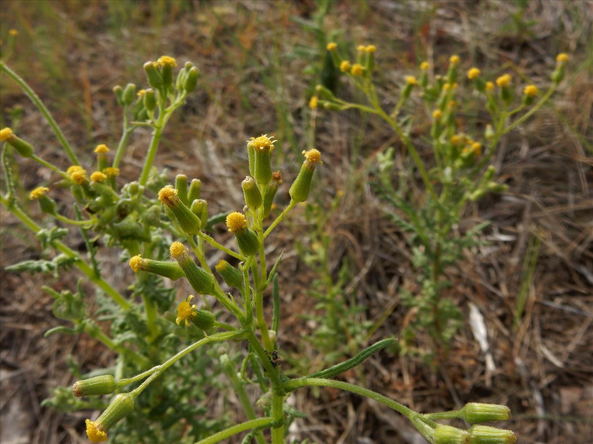 Senecio sylvaticus (door Peter Meininger)