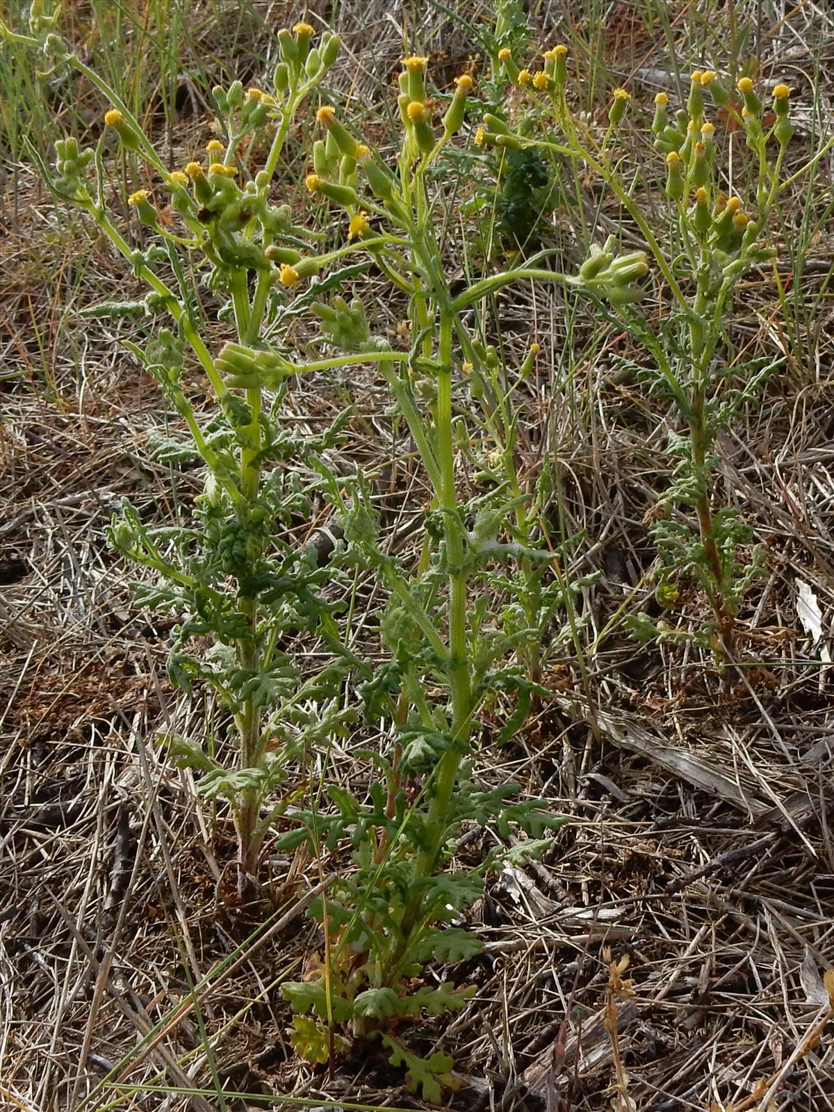 Senecio sylvaticus (door Peter Meininger)