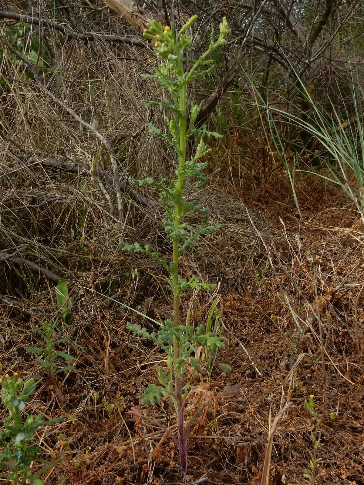 Senecio sylvaticus (door Peter Meininger)