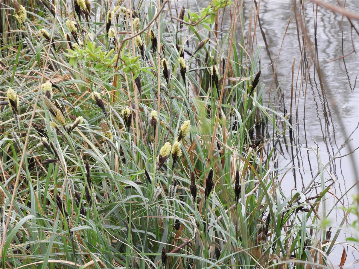 Carex riparia (door Peter Jacobs)