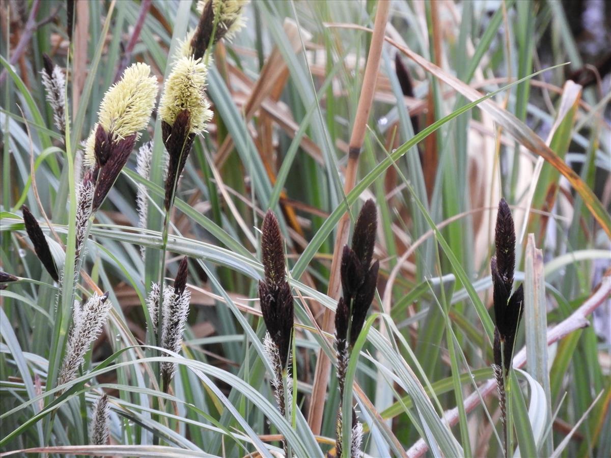 Carex riparia (door Peter Jacobs)