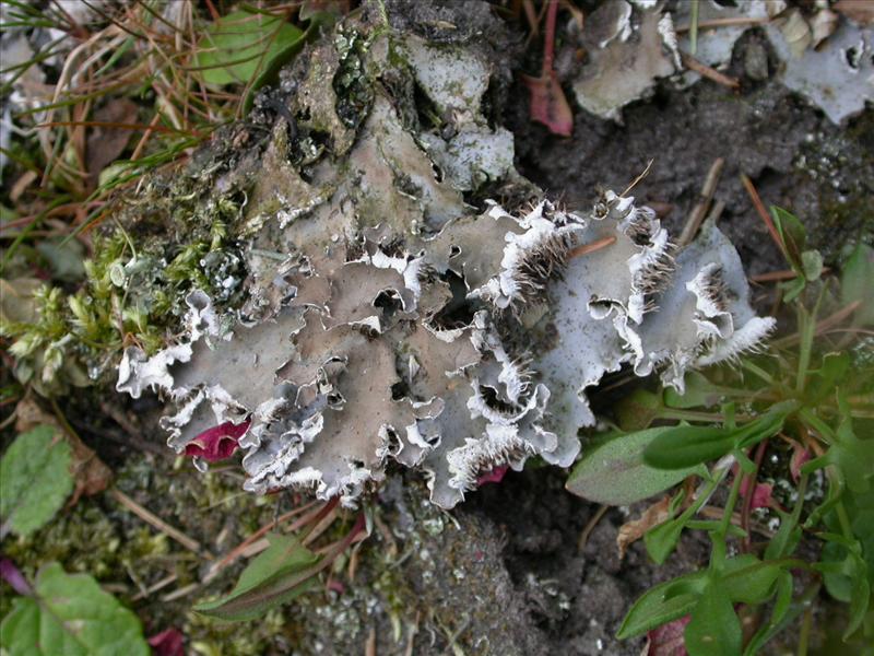 Peltigera rufescens (door Laurens Sparrius)