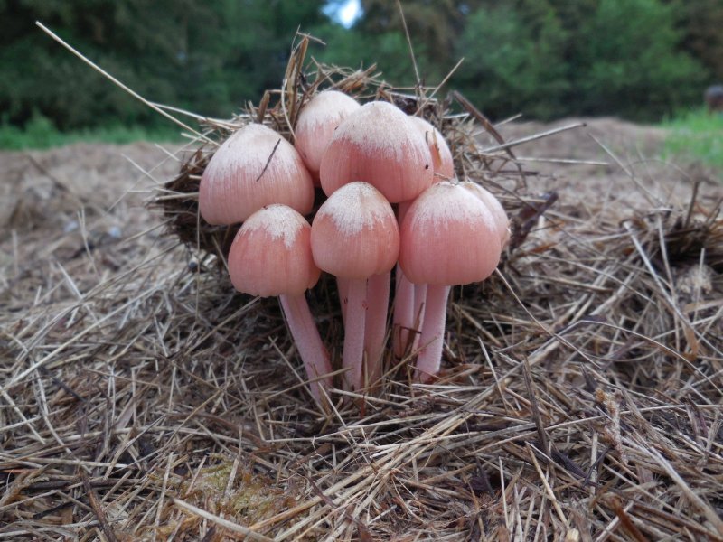 Bolbitius coprophilus (door Marian Jagers)