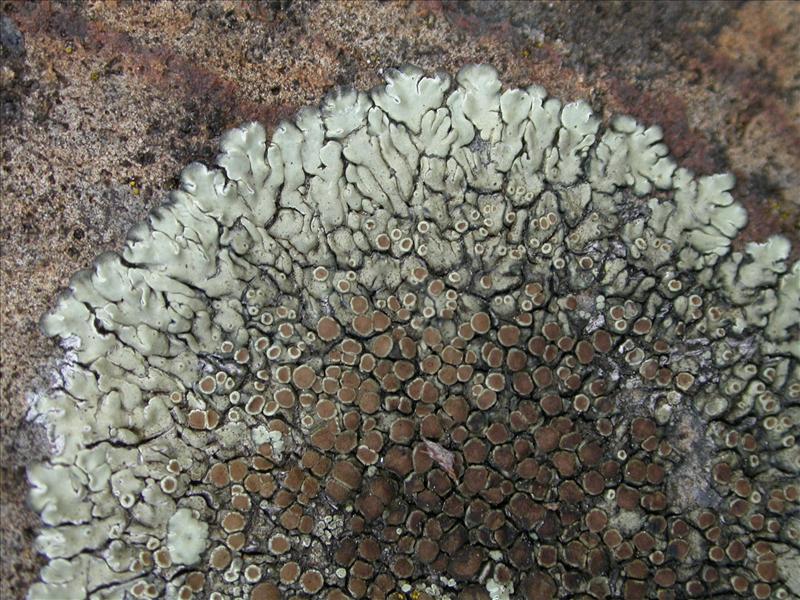 Lecanora muralis (door Laurens Sparrius)