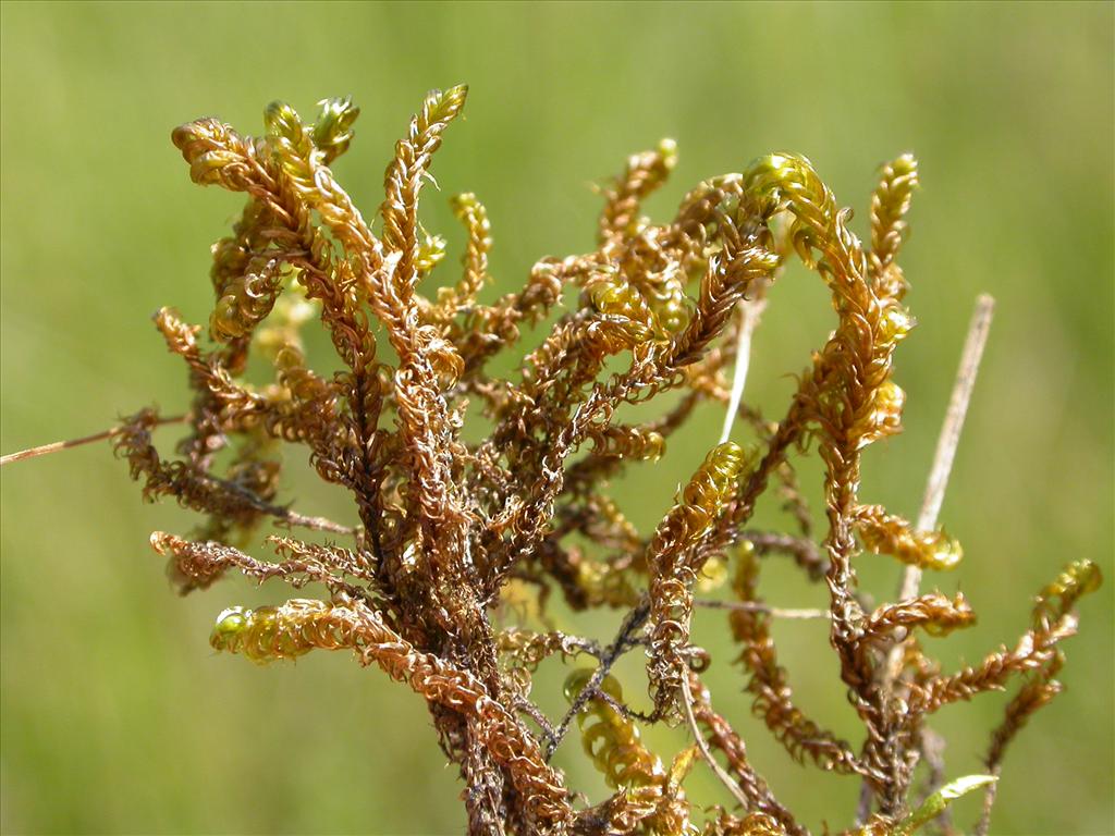 Scorpidium cossonii (door Laurens Sparrius)