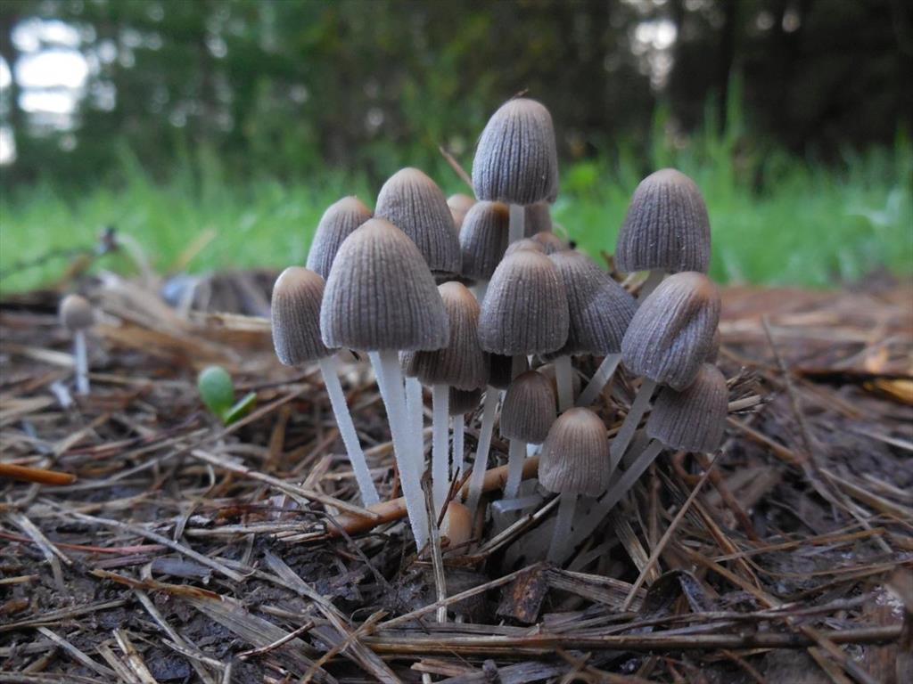 Coprinellus velatopruinatus (door Marian Jagers)